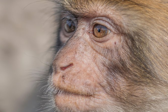 Gibraltar One Day-Trip From Granada - Great Siege Tunnels Exploration