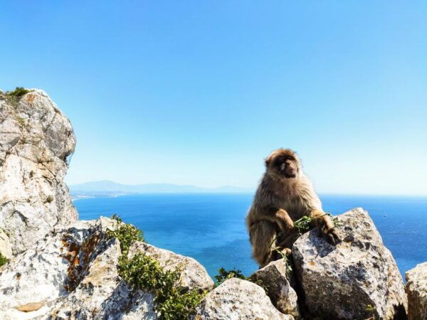 Gibraltar: Premium Private Day Trip & Rock Tour - Frequently Asked Questions