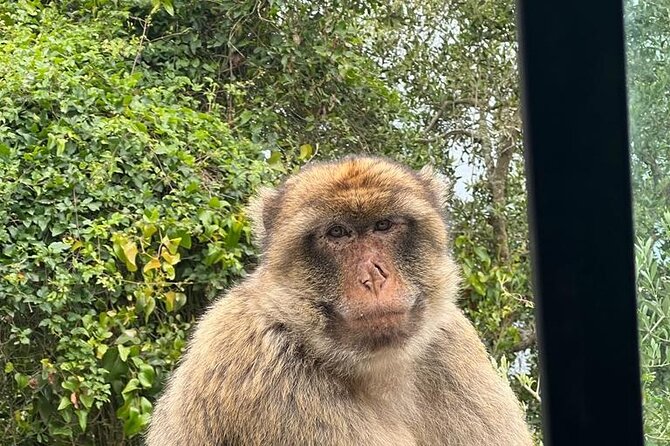 Gibraltar Private Tour From Malaga and Surronding Areas - Additional Information