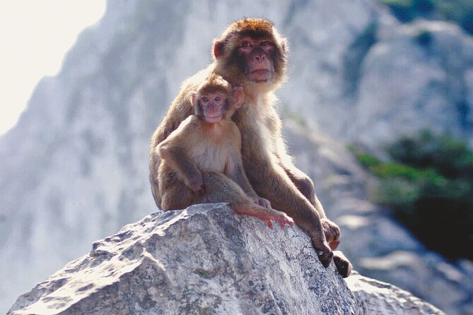 Gibraltar Rock Tour With WWII Tunnels - Tour Itinerary and Highlights