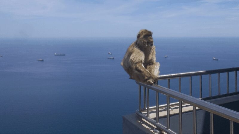 Gibraltar shopping: Desde Málaga y la Costa del Sol - The Climb Up the Rock of Gibraltar