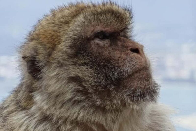 Gibraltar Shore Excursion: The Original Rock & Caves Tour - Considerations and Potential Drawbacks