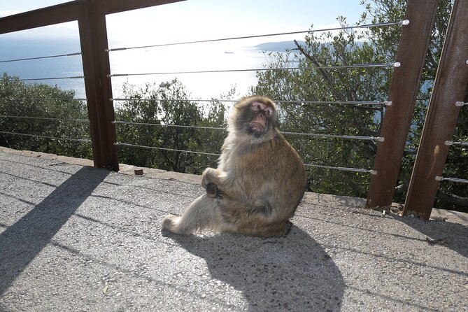 Gibraltar Sightseeing Tour With Monkeys and Panoramic Views - Meeting Point Details