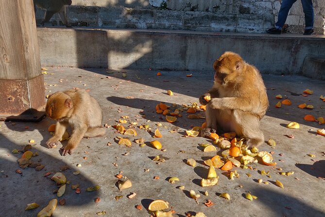Gibraltar Sightseeing Tour With Monkeys and Panoramic Views - Pickup Options and Times