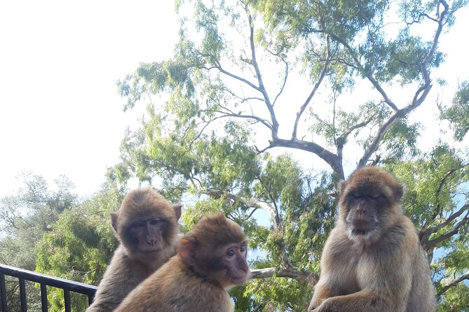 Gibraltar Sightseeing Tour With Monkeys and Panoramic Views - Monkey Encounters