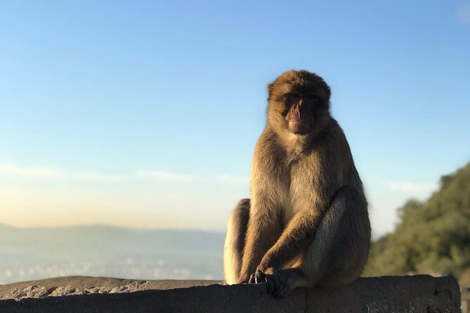 Gibraltar Sightseeing Tour With Monkeys and Panoramic Views - Frequently Asked Questions