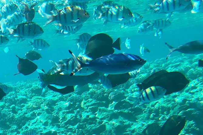 Giftun Island ( Orange Bay ) From Hurghada - Overview and Excursion Details