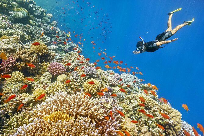 Giftun Island Private Snorkeling Trip From Hurghada With Pickup - Guide Assistance and Safety Measures
