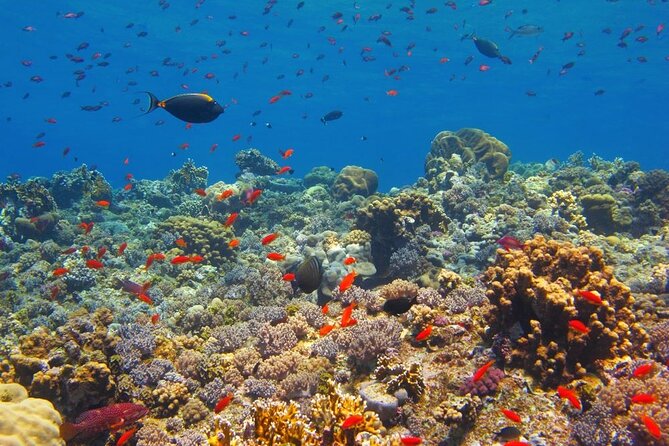 Giftun Island Snorkeling at Hurghada, Red Sea - Price and Booking