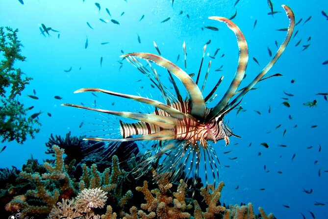 Giftun Island Snorkeling Trip From Hurghada - Good To Know