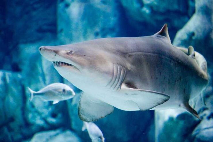 Gijon: Bioparc Aquarium of Gijon Ticket - Good To Know