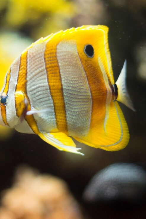 Gijon: Bioparc Aquarium of Gijon Ticket - Aquariums Diverse Ecosystems