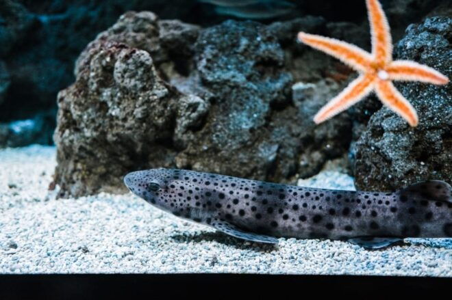 Gijon: Bioparc Aquarium of Gijon Ticket - Educational and Hands-on Experiences