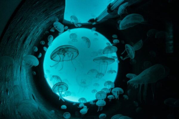 Gijon: Bioparc Aquarium of Gijon Ticket - Aquariums Focus on Conservation