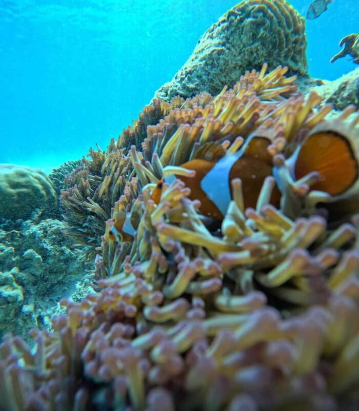 Gili Air: Sharring Snorkeling Experience by Boat - Good To Know