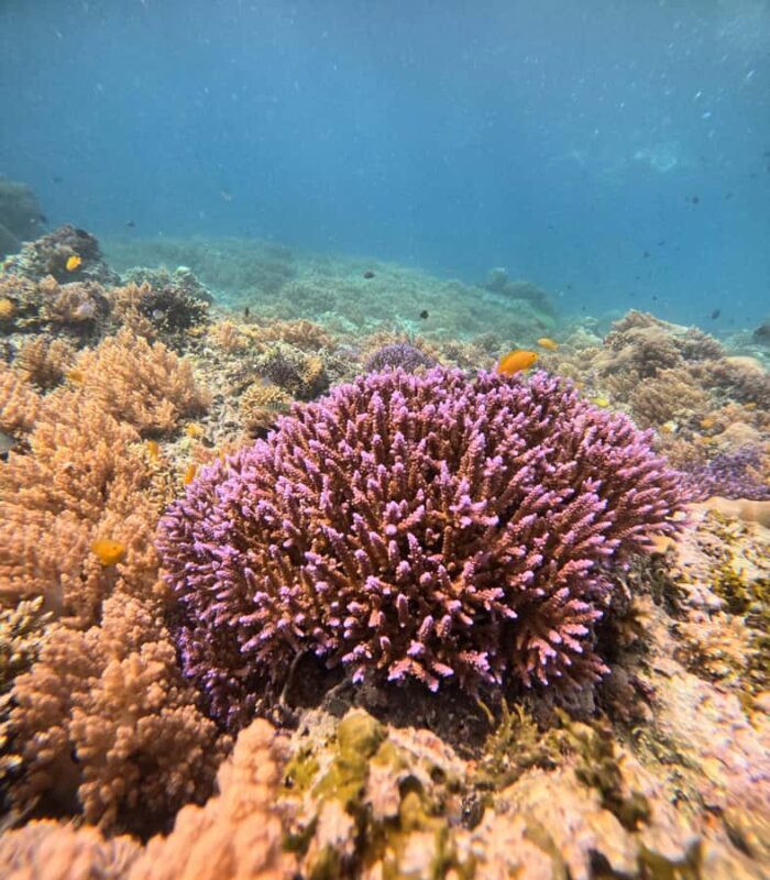 Gili Air: Small-Group Snorkeling Tour with GoPro - The Value