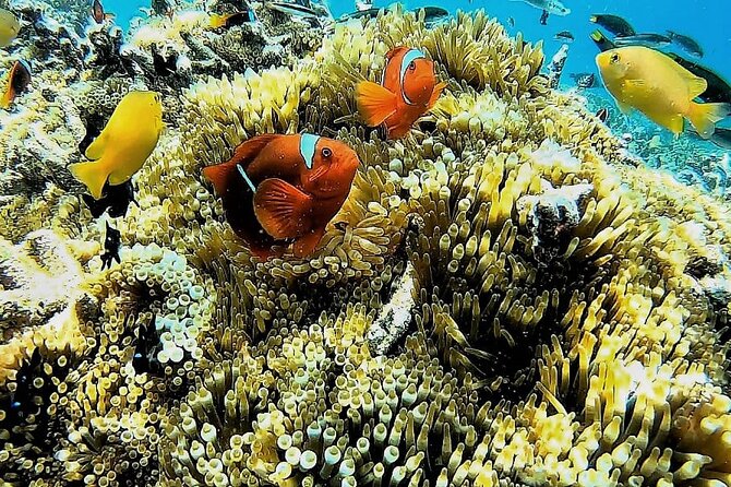 Gili Gede West Lombok Boat and Snorkeling Private Tour - Pricing and Booking Information