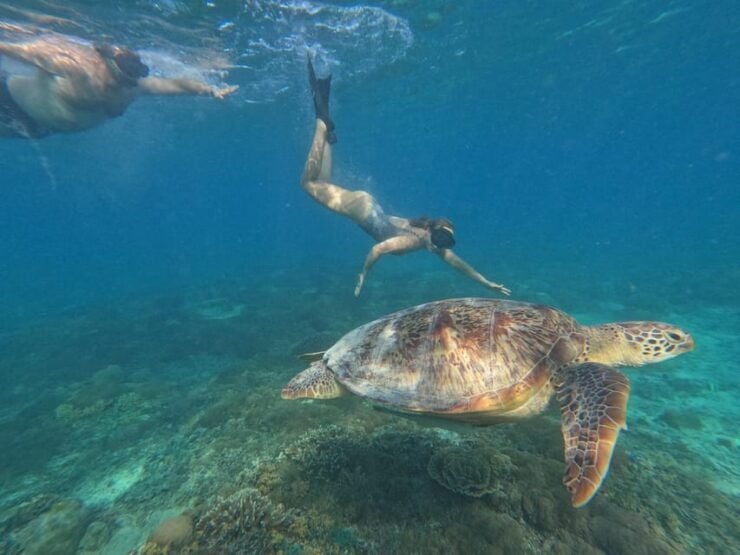 Gili Island Private Snorkeling & Visit Baby Turtles - Key Points