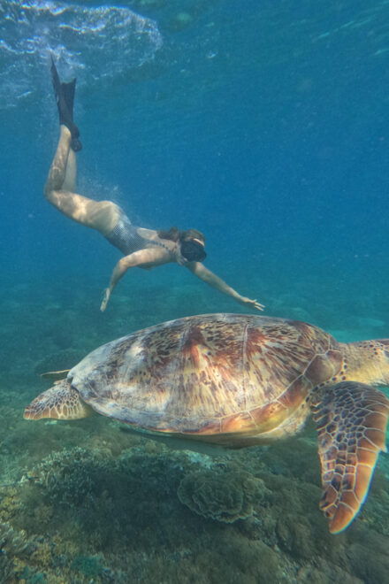 Gili Island Private Snorkeling & Visit Baby Turtles - Additional Information