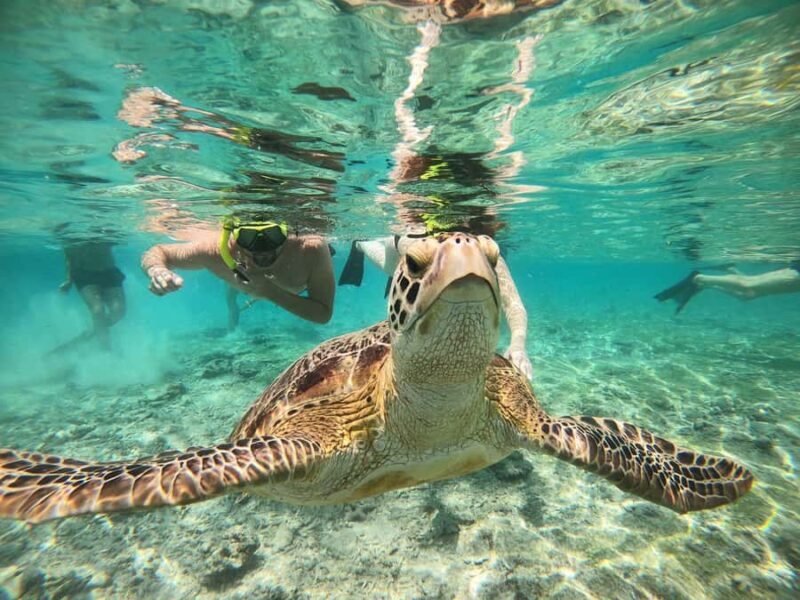 Gili island Snorkelling by private glass bottom boat - The Sum Up