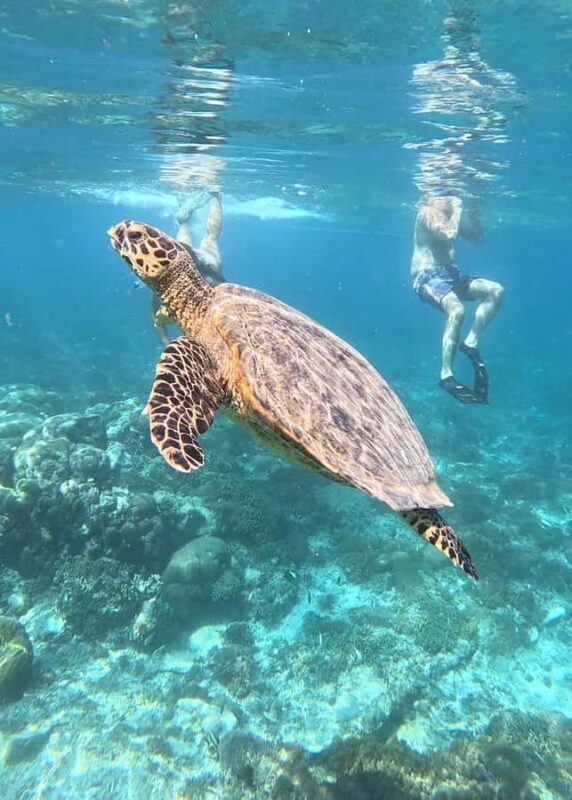 Gili island Snorkelling by private glass bottom boat - The Sum Up