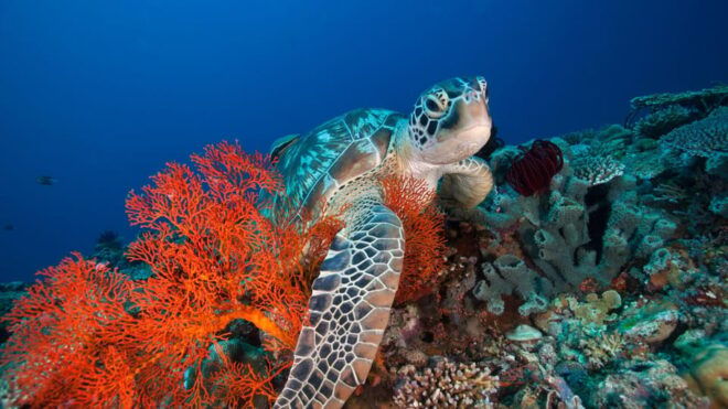 Gili Islands: 3 Island BBQ Day Cruise Snorkeling Tour - Snorkeling Experience