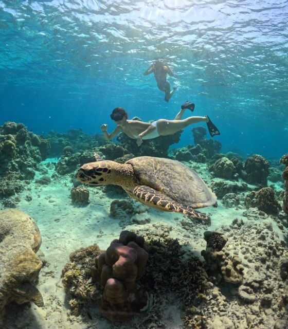 Gili Islands: Private or Shared Snorkeling Boat Trip - Review Summary