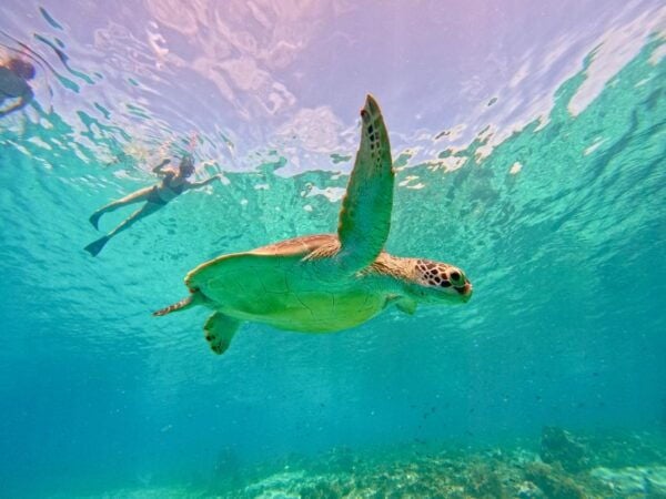 Gili Islands: Private or Shared Snorkeling Boat Trip - The Sum Up