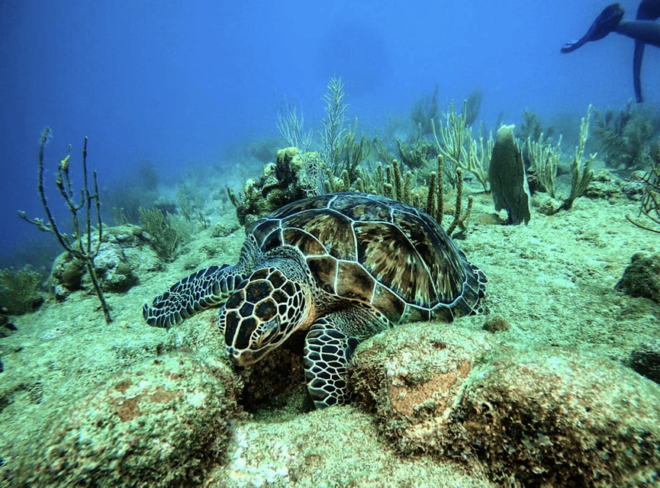 Gili Islands: Scuba Dive - Indonesia - Transportation Information