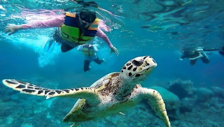 Gili Islands Snorkeling Adventure - Snorkeling Destinations in Gili Islands