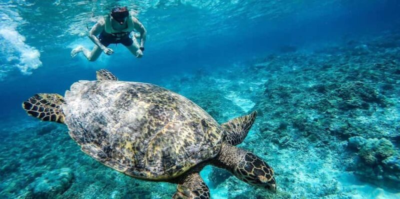Gili Islands: Underwater Statue, snorkling, turtle sactuary - Good To Know