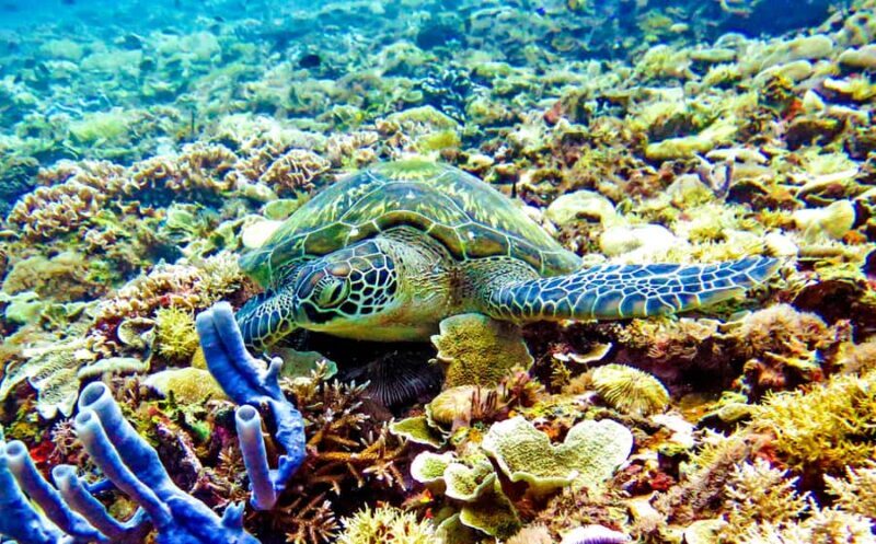 Gili Islands: Underwater Statue, snorkling, turtle sactuary - What to Expect from the Gili Islands Snorkeling Tour