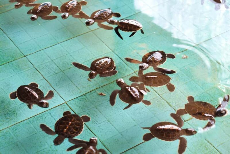 Gili Islands: Underwater Statue, snorkling, turtle sactuary - Final Thoughts: Who Is This Tour Best For?