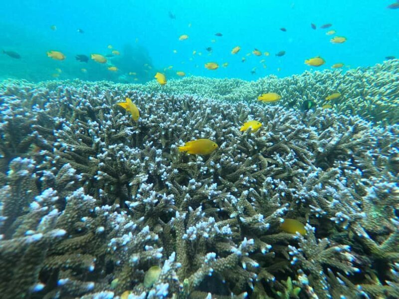 Gili Snorkeling Tour With GO PRO Documentation - Good To Know