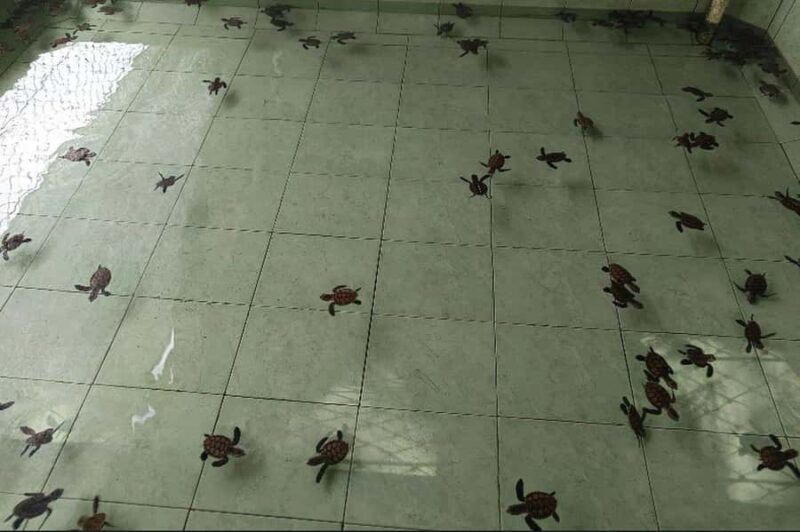 Gili Snorkeling Tour With GOPRO, Visit Turtles Sanctuary - Who Might Want to Think Twice