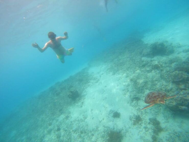 Gili T Island: Gili Snorkeling Day Trip Swim With Turtles - Snorkeling Day Trip Overview