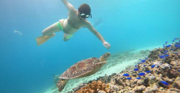 Gili T Island: Gili Snorkeling Day Trip Swim With Turtles - Marine Life Exploration Experience