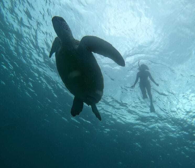 GILI T : PRIVATE SNORKELING TRIP 5 HOURS 3 GILI - What Travelers are Saying