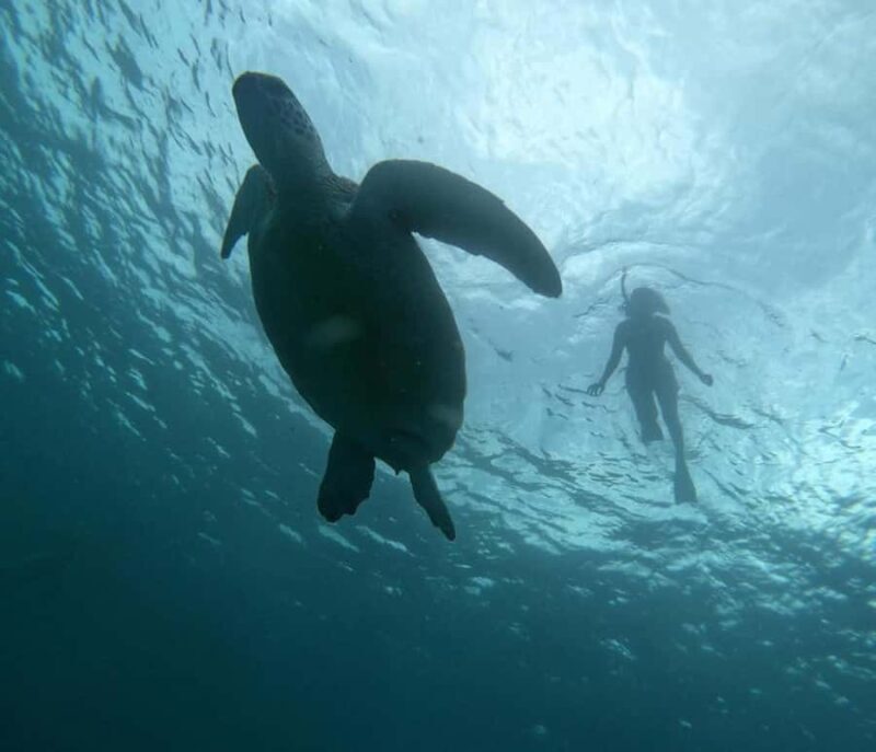 GILI T : PRIVATE SNORKELING TRIP 5 HOURS 3 GILI - The Value of a Private Snorkeling Trip in Gili T