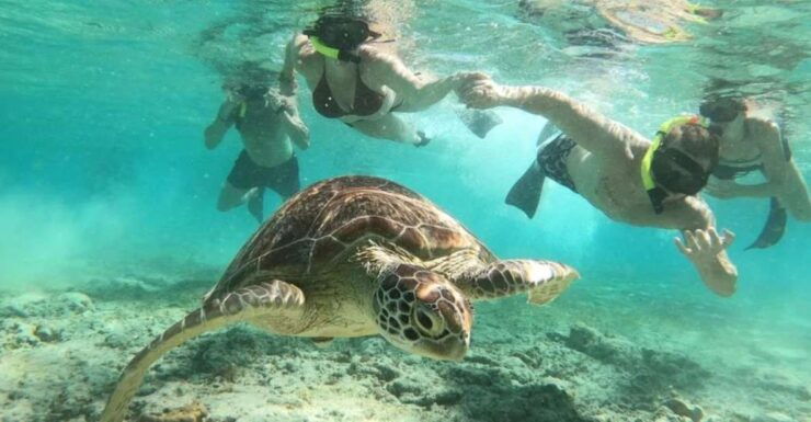 Gili Trawangan: Gili Island 3 Spots Snorkeling With Turtle - Snorkeling Spot 2: Coral Gardens Exploration