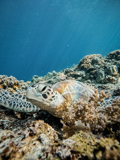 Gili Trawangan: Group or Private Snorkeling Tour Gili Island - Tour Information and Highlights