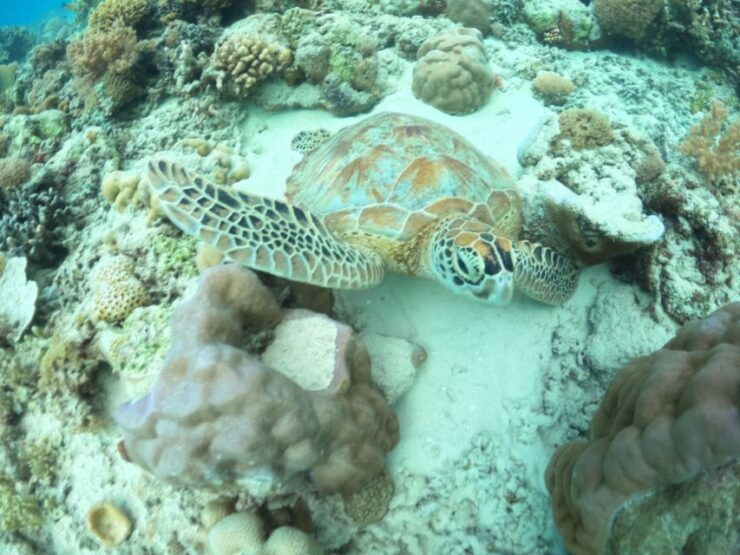 Gili Trawangan: Group Snorkelling Boat Trip Around Gilis - Activity Details