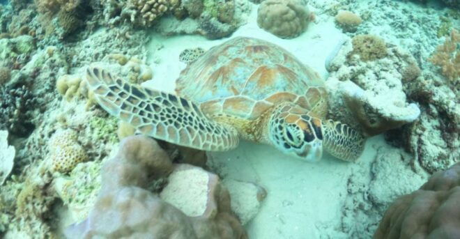 Gili Trawangan: Group Snorkelling Boat Trip Around Gilis - Additional Information