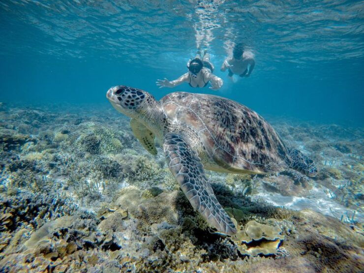 Gili Trawangan : Half Day Snorkeling With Turtle and Statue - Good To Know