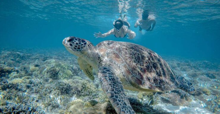 Gili Trawangan : Half Day Snorkeling With Turtle and Statue - Activity Details