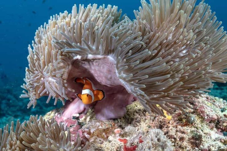 Gili Trawangan : Highlight Discovery Scuba Diving - Pricing and Discounts