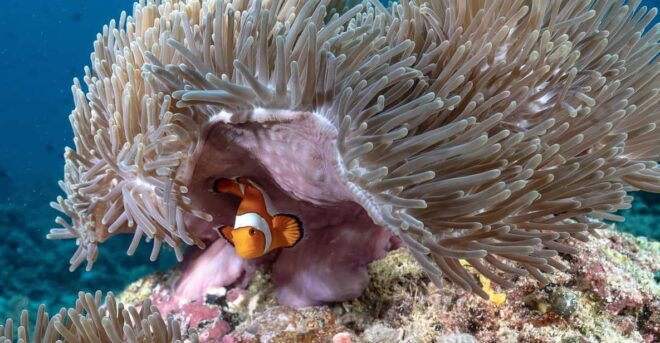 Gili Trawangan : Highlight Discovery Scuba Diving - Booking Process