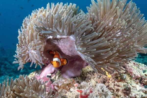 Gili Trawangan : Highlight Discovery Scuba Diving - What to Bring