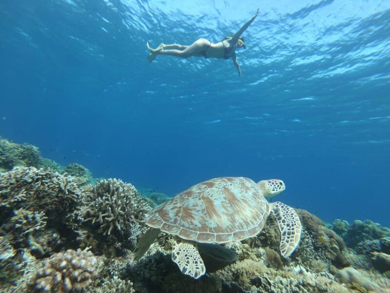 Gili Trawangan: Private Snorkeling (Coral, Statues, Turtles) - Who Will Love This Tour?