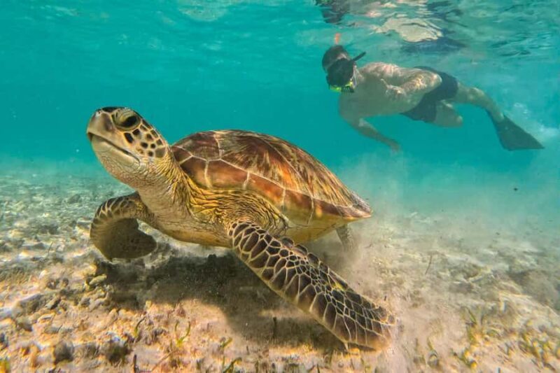 Gili Trawangan: Public Snorkeling Tour with Turtles and BBQ - FAQ